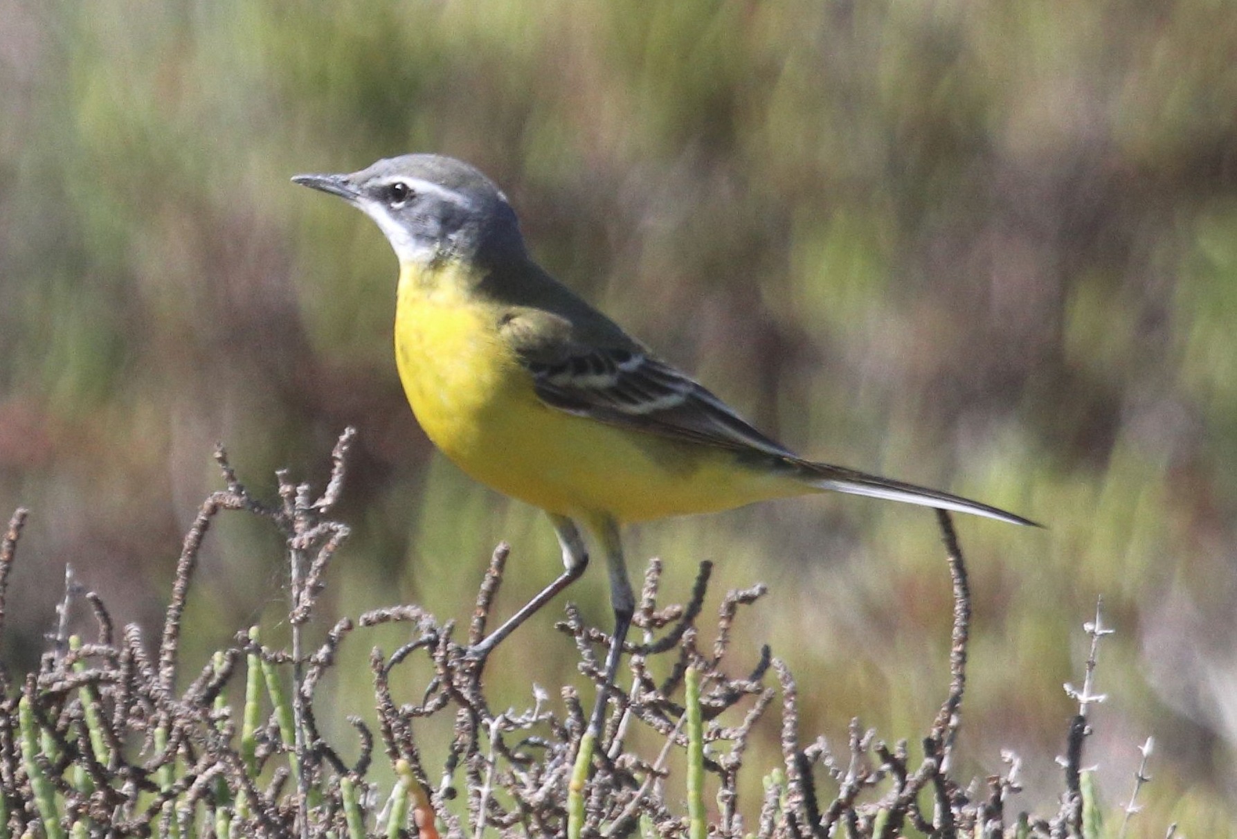 A **yellow wagtail (Motacilla flava)** but the situation with the species is rather complex as there are a number of different subspecies recognised that can look very different to the birds we normally see in the UK (M. flava flavissima). 

The head plumage of flavissima is primarily yellow unlike the other subspecies which have heads coloured from light-brown through to black. This photo is of the nominate flava and is often called the Blue-headed Wagtail - at least I think it is!